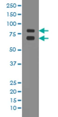 ASH2L Rabbit anti-Human, Mouse, Rat, Unconjugated, Clone: EOB-1 , Abnova