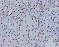 ASH2L Rabbit anti-Human, Mouse, Rat, Unconjugated, Clone: EOB-1 , Abnova