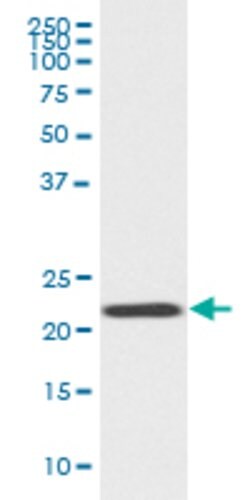 BID Rabbit anti-Human, Unconjugated, Clone: AAGC-2, Abnova 100 &mu;g; Unconjugated:Antibodies,