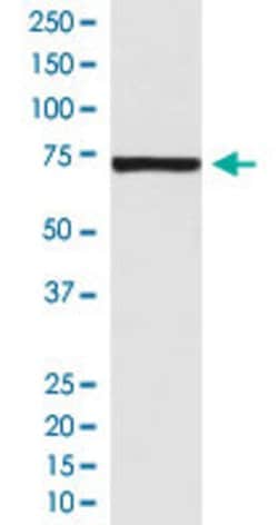 CAPN1 Rabbit anti-Human, Unconjugated, Clone: ABFI-3, Abnova 100 &mu;g;