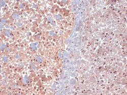 Dlg1 Mouse anti-Rat, Alkaline Phosphatase, Clone: G28, Abnova 100 &mu;g;