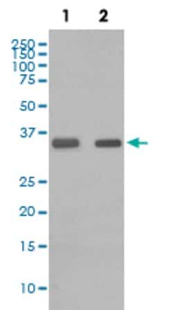 CEBPB Rabbit anti-Human, Unconjugated, Clone: AAG-3, Abnova 100 &mu;g;