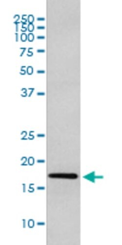 DNAJC15 Rabbit anti-Human, Unconjugated, Clone: CBC-4, Abnova 100 &mu;g;