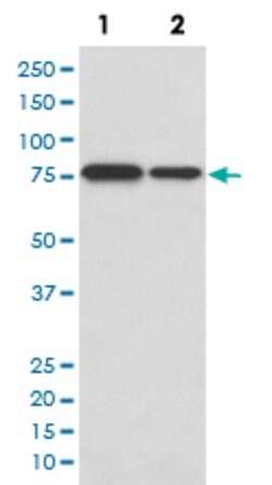 DRD1 Rabbit anti-Human, Mouse, Unconjugated, Clone: AAEA-4, Abnova 100