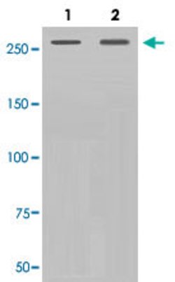 FLNA Rabbit anti-Human, Unconjugated, Clone: AHF-6, Abnova 100 &mu;g; Unconjugated:Antibodies,