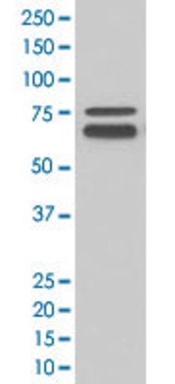 FMR1 Rabbit anti-Human, Unconjugated, Clone: ABAA-6, Abnova 100 &mu;g;