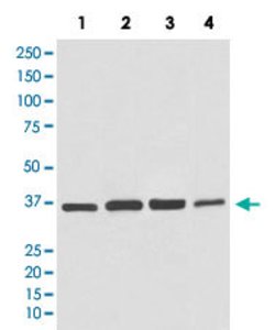 GAPDH Rabbit anti-Human, Unconjugated, Clone: BG-7, Abnova 100 &mu;g; Unconjugated:Antibodies,