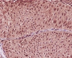GAPDH Rabbit anti-Human, Unconjugated, Clone: BG-7, Abnova 100 &mu;g; Unconjugated:Antibodies,