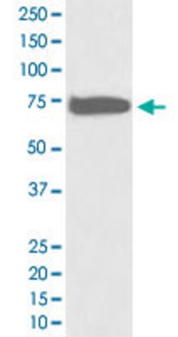 GCLC Rabbit anti-Human, Unconjugated, Clone: ABBG-7, Abnova 100 &mu;g;