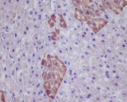 GFP Rabbit anti-Human, Unconjugated, Clone: CD-7, Abnova 100 &mu;g; Unconjugated:Antibodies,