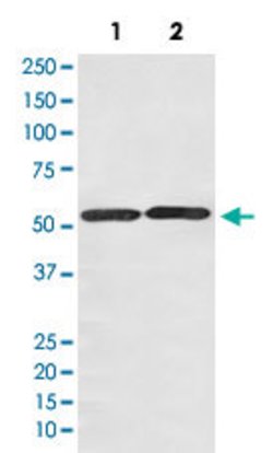 SLC2A3 Rabbit anti-Human, Unconjugated, Clone: ABHB-19, Abnova 100 &mu;g;