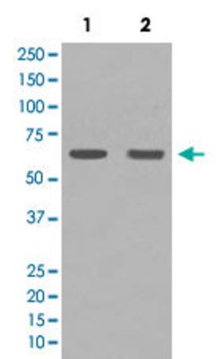 HDAC1 Rabbit anti-Human, Unconjugated, Clone: AIB-8, Abnova 100 &mu;g;