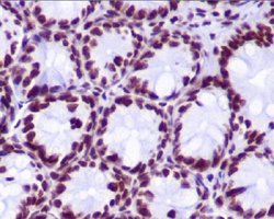 Histone H2A (hydroxyl Y39) Rabbit anti-Human, Unconjugated, Clone: DED-8,