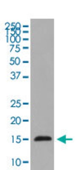 HIST1H3A Rabbit anti-Human, Mouse, Unconjugated, Clone: DFB-8, Abnova 100