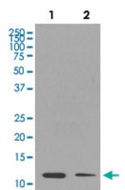 HIST1H4A Rabbit anti-Human, Mouse, Unconjugated, Clone: DEF-8, Abnova 100