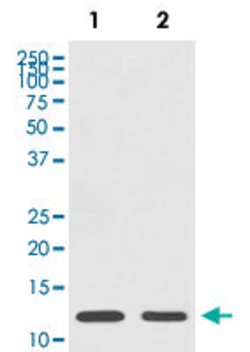 HIST1H4A Rabbit anti-Human, Mouse, Rat, Unconjugated, Clone: HDC-8, Abnova
