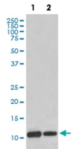 MIF Rabbit anti-Human, Mouse, Unconjugated, Clone: ABAG-13, Abnova 100 &mu;g | Buy Online | Abnova Corporation | Fisher Scientific