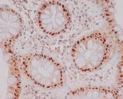 CDKN1A Rabbit anti-Human, Unconjugated, Clone: ACG-3, Abnova 100 &mu;g;
