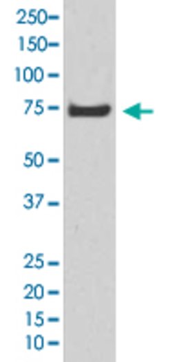 HSPA12A Rabbit anti-Human, Unconjugated, Clone: BDD-8, Abnova 100 &mu;g | Buy Online | Abnova Corporation | Fisher Scientific