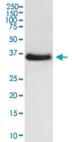NFKBIA Rabbit anti-Human, Unconjugated, Clone: HO-14, Abnova 100 &mu;g;