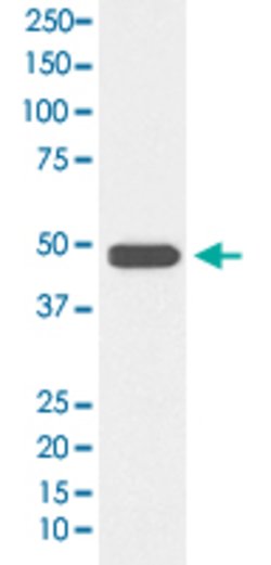 NFKBIB Rabbit anti-Human, Unconjugated, Clone: FDH-14, Abnova 100 &mu;g;