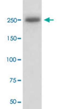 LAMB1 Rabbit anti-Human, Unconjugated, Clone: AODF-12, Abnova 100 &mu;g;