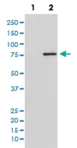 RAF1 Rabbit anti-Human, Unconjugated, Clone: IOF-18, Abnova 100 &mu;g;