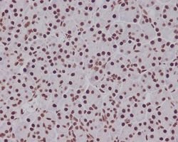 SMAD5 Rabbit anti-Human, Mouse, Rat, Unconjugated, Clone: AFB-19, Abnova