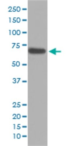 CASP10 Rabbit anti-Human, Unconjugated, Clone: GAF-3, Abnova 100 &mu;g;