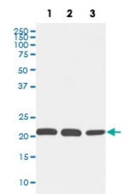 RAC1 Rabbit anti-Human, Mouse, Rat, Unconjugated, Clone: AAIO-18, Abnova 100 &mu;g | Buy Online | Abnova Corporation | Fisher Scientific