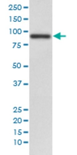 RALBP1 Rabbit anti-Human, Unconjugated, Clone: FDI-18, Abnova 100 &mu;g;