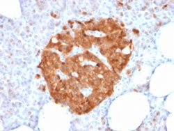 GPN1 Mouse anti-Human, Unconjugated, Clone: GPN1/2350, Abnova 100 &mu;g;