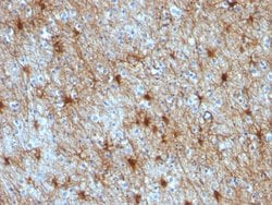 GFAP Mouse anti-Human, Unconjugated, Clone: GA-5 + ASTRO/789, Abnova 100 &mu;g | Buy Online | Abnova Corporation | Fisher Scientific