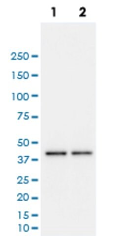 CD274 Mouse anti-Human, Unconjugated, Clone: PDL1/2746, Abnova 100 &mu;g | Buy Online | Abnova Corporation | Fisher Scientific