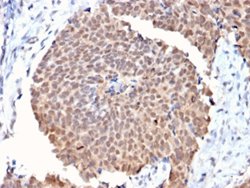 FAF1 Mouse anti-Human, Unconjugated, Clone: CPTC-FAF1-2, Abnova 100 &mu;g;