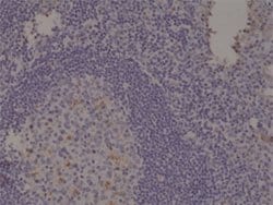 SPAST Rabbit anti-Human, Unconjugated, Clone: RM346, Abnova 100 &mu;L;