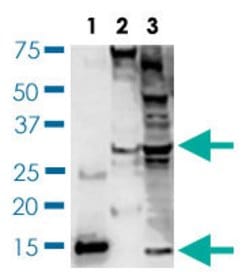 BDNF Rabbit anti-Human, Rat, Polyclonal Antibody, Abnova 100 &mu;L | Buy Online | Abnova | Fisher Scientific