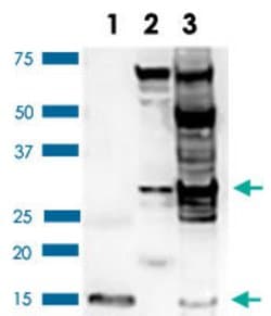 BDNF Rabbit anti-Human, Rat, Polyclonal Antibody, Abnova 100 &mu;L | Buy Online | Abnova | Fisher Scientific