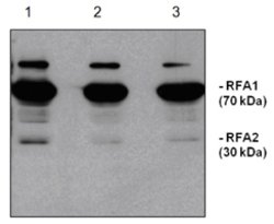 RFA1, RFA2, RFA3, Rabbit, Polyclonal Antibody, Abnova 50&mu;L; Unlabeled:Antibodies,