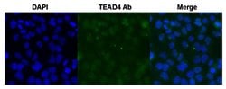 TEAD4 Rabbit anti-Human, Polyclonal, Abnova 100uL:Antibodies, Polyclonal