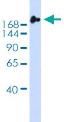 NUP98 Rabbit anti-Human, Polyclonal, Abnova 100uL:Antibodies, Polyclonal