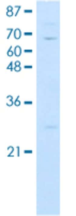 KLHL13 Rabbit anti-Human, Polyclonal, Abnova 100uL:Antibodies, Polyclonal