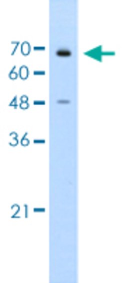 KLHL25 Rabbit anti-Human, Polyclonal, Abnova 100 &mu;L | Buy Online | Abnova | Fisher Scientific