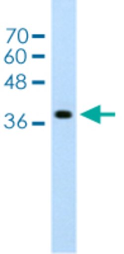 LONRF1 Rabbit anti-Human, Polyclonal, Abnova 100 &mu;L | Buy Online | Abnova | Fisher Scientific