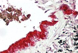 MXI1 Rabbit anti-Human, Polyclonal, Abnova 100uL:Antibodies, Polyclonal