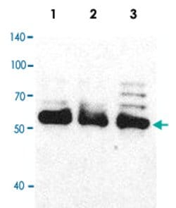 HNRNPH1 Rabbit anti-Human, Polyclonal, Abnova 100uL:Antibodies, Polyclonal