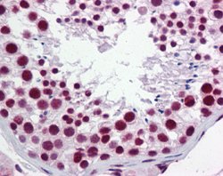 HNRNPH1 Rabbit anti-Human, Polyclonal, Abnova 100uL:Antibodies, Polyclonal