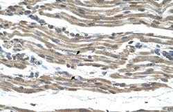 COX15 Rabbit anti-Human, Polyclonal, Abnova 100uL:Antibodies, Polyclonal