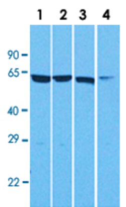 CPNE1 Rabbit anti-Human, Polyclonal, Abnova 100uL:Antibodies, Polyclonal