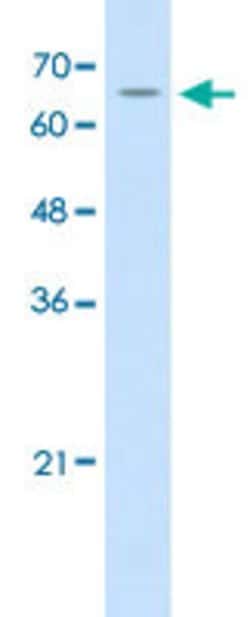 CPSF3 Rabbit anti-Human, Polyclonal, Abnova 100uL:Antibodies, Polyclonal